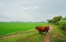 Hình ảnh Hưng Hà, Hưng Yên