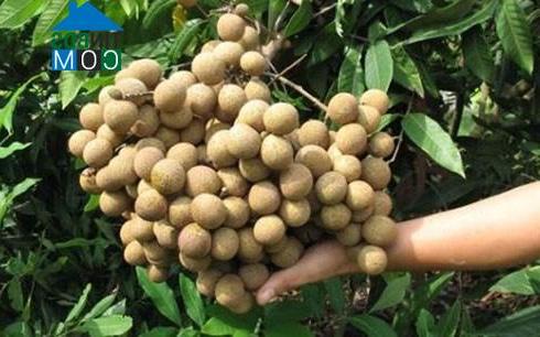 Hình ảnh Lê Quý Đôn, Hưng Yên