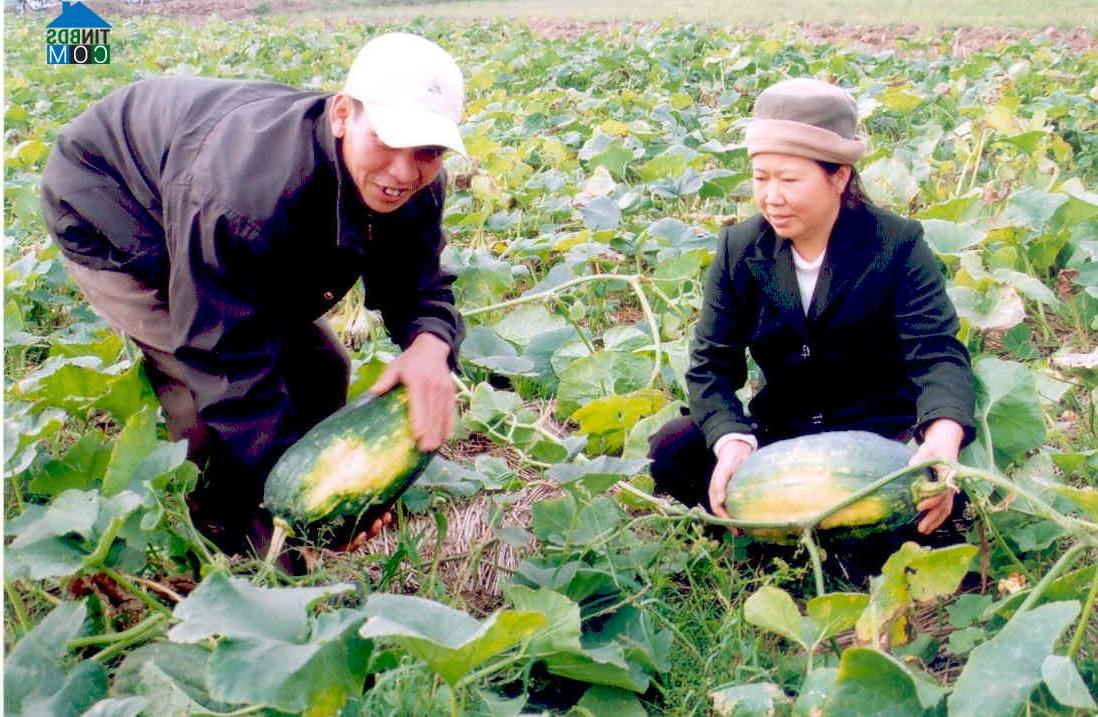 Hình ảnh Hoàng Hoa Thám, Hưng Yên