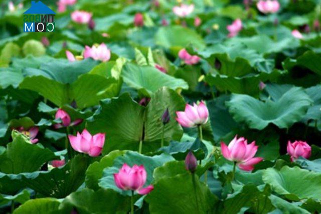 Hình ảnh Lương Bằng, Hưng Yên