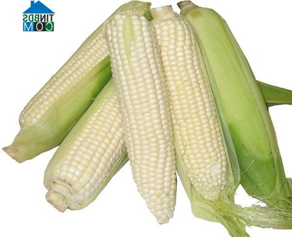 Hình ảnh Nguyễn Trãi, Hưng Yên