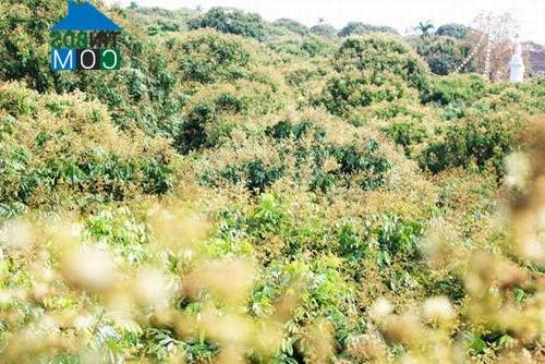 Hình ảnh Vạn Xuân, Hưng Yên