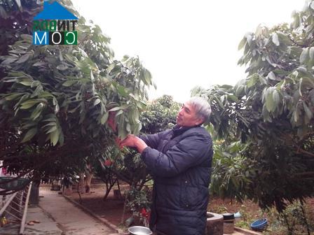 Hình ảnh Xuân Trúc, Hưng Yên