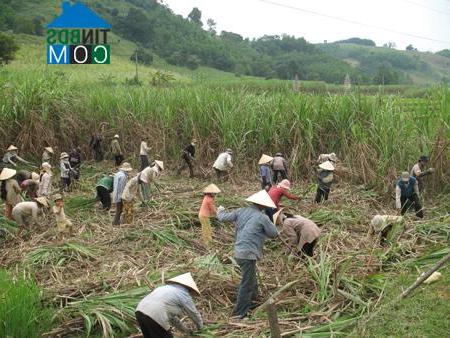 Hình ảnh Ninh Sơn, Khánh Hòa