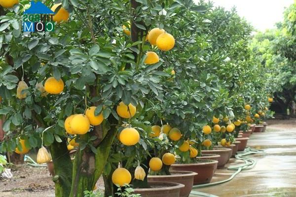 Hình ảnh Diên Lạc, Khánh Hòa