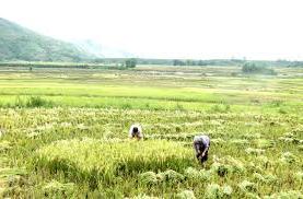 Hình ảnh Mường Khoa, Lai Châu