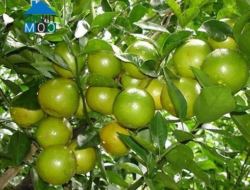 Hình ảnh Tân Minh, Lâm Đồng