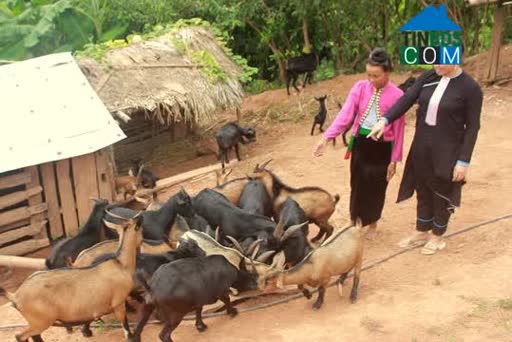 Hình ảnh Pu Sam Cáp, Lai Châu