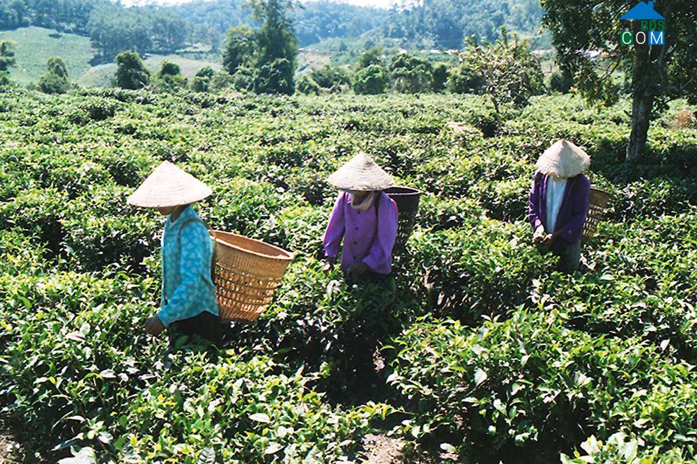 Hình ảnh Bảo Lâm 4, Lâm Đồng