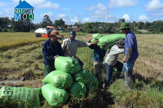 Hình ảnh Cư Jút, Lâm Đồng