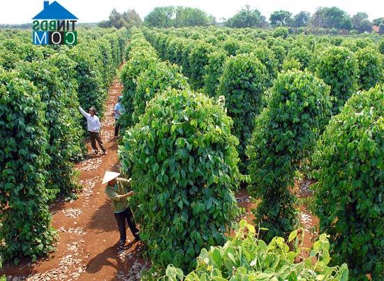 Hình ảnh Đắk Sắk, Lâm Đồng