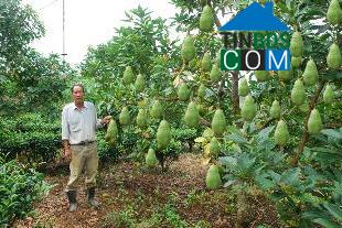 Hình ảnh Hòa Ninh, Lâm Đồng