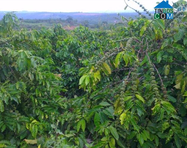 Hình ảnh Đinh Văn Lâm Hà, Lâm Đồng