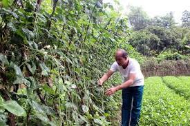 Hình ảnh Hữu Lũng, Lạng Sơn