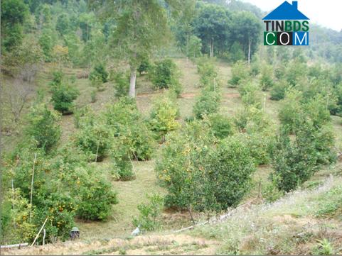 Hình ảnh Tân Tiến, Lạng Sơn