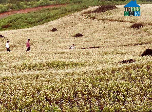 Hình ảnh Lùng Phình, Lào Cai