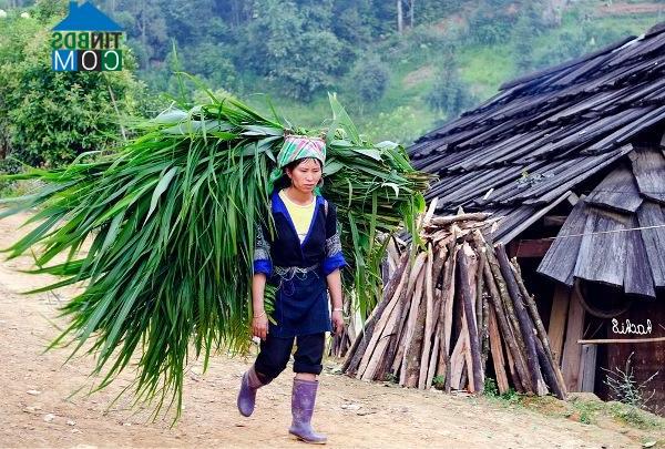 Hình ảnh Chế Tạo, Lào Cai