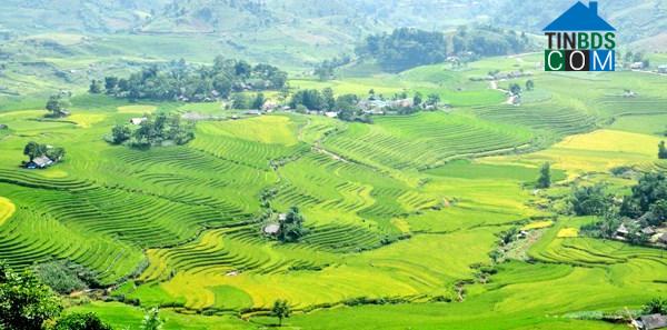 Hình ảnh Dền Sáng, Lào Cai