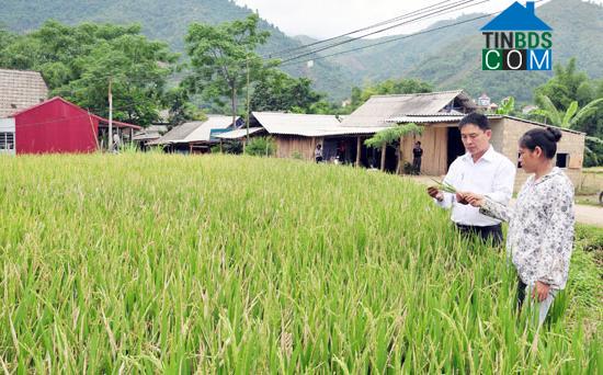 Hình ảnh Dương Quỳ, Lào Cai