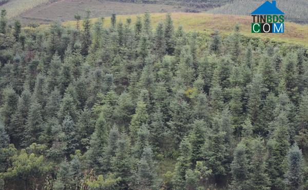 Hình ảnh Sín Chéng, Lào Cai