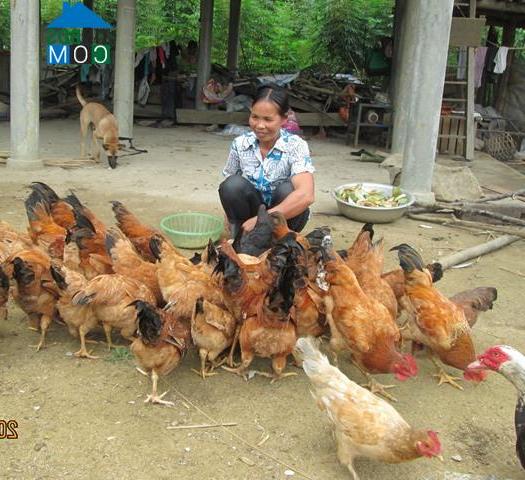 Hình ảnh Tân Lĩnh, Lào Cai