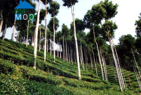 Hình ảnh Mỏ Vàng, Lào Cai