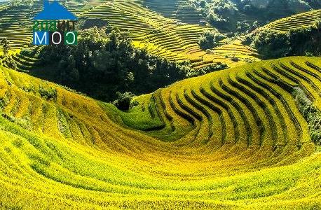 Hình ảnh Mù Cang Chải, Lào Cai
