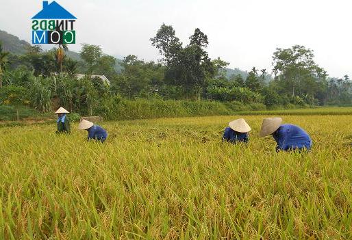 Hình ảnh Mường Lai, Lào Cai