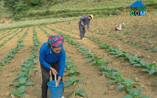 Hình ảnh Nậm Chày, Lào Cai