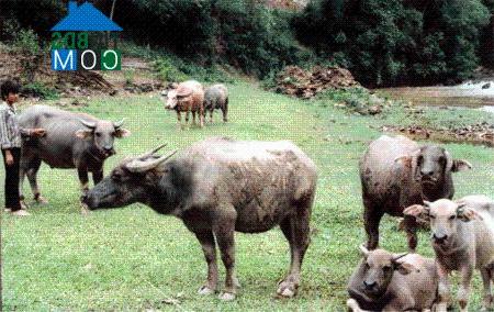 Hình ảnh Nghĩa Tâm, Lào Cai