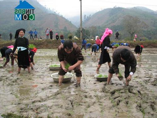 Hình ảnh Phong Dụ Thượng, Lào Cai