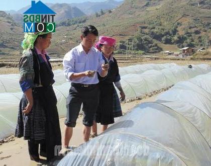 Hình ảnh Púng Luông, Lào Cai