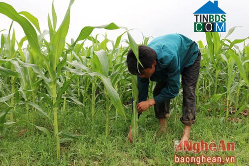 Hình ảnh Vĩnh Tường, Nghệ An