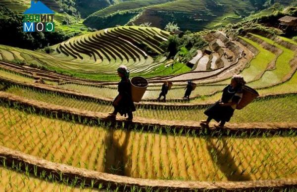 Hình ảnh Tú Lệ, Lào Cai