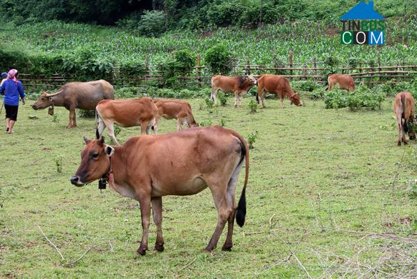 Hình ảnh Văn Bàn, Lào Cai