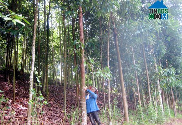 Hình ảnh Xuân Quang, Lào Cai