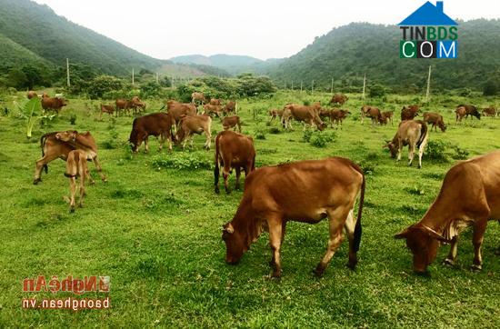 Hình ảnh Hoa Quân, Nghệ An