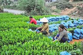 Hình ảnh Nghĩa Hành, Nghệ An