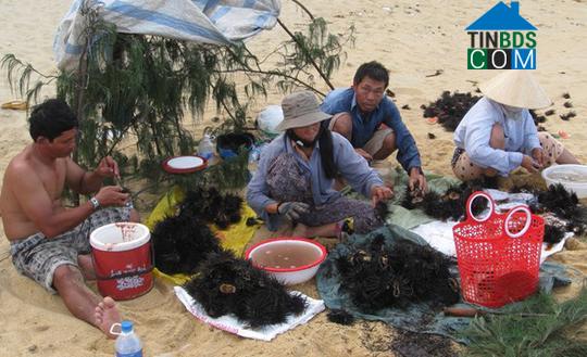 Hình ảnh Sa Huỳnh, Quảng Ngãi