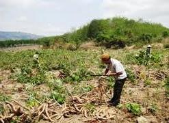 Hình ảnh Sa Thầy, Quảng Ngãi