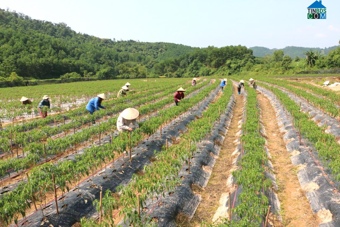 Hình ảnh Điền Xá, Quảng Ninh