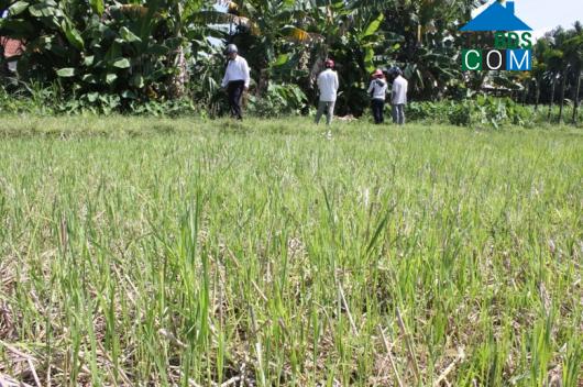 Hình ảnh Trường Giang, Quảng Ngãi