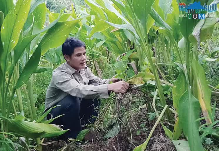 Hình ảnh Tây Trà, Quảng Ngãi