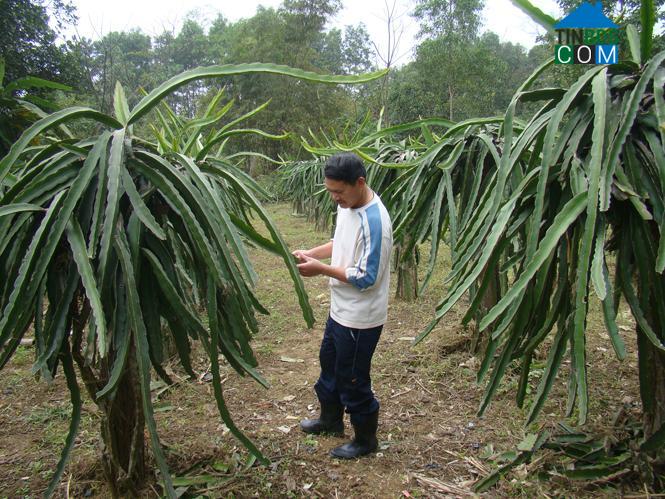 Hình ảnh Kim Điền, Quảng Trị