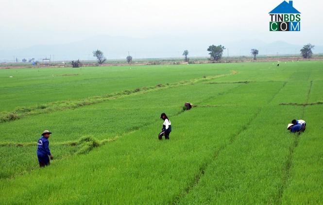 Hình ảnh Ninh Châu, Quảng Trị