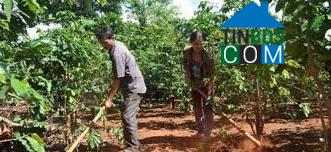 Hình ảnh Tân Lập, Quảng Trị