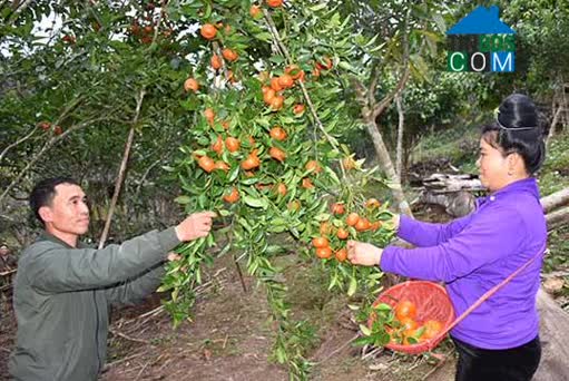 Hình ảnh Púng Bánh, Sơn La