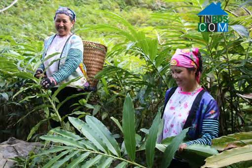 Hình ảnh Quỳnh Nhai, Sơn La