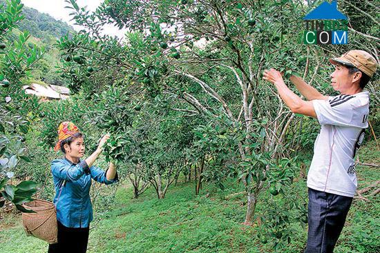 Hình ảnh Sốp Cộp, Sơn La