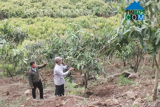 Hình ảnh Tà Hộc, Sơn La